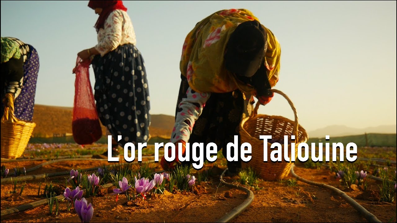 Maroc : A la découverte du safran de Taliouine.